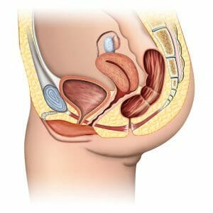 Женские половые органы в разрезе