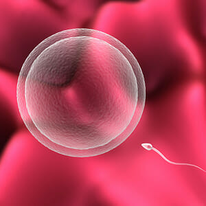 Яйцеклетка и сперматозоид