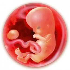 Эмбрион в утробе