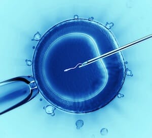 Сперматозоид в яйцеклетке