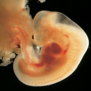 Образование эмбриона