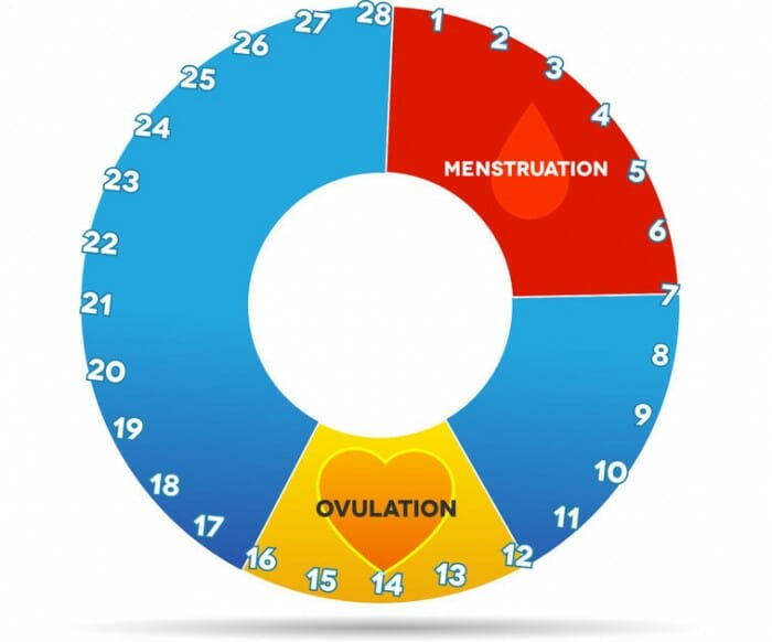 Схема менструального цикла