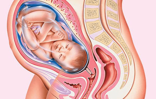 Изображение женских органов при беременности