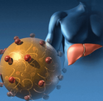 Вирус Гепатита В и печень человека
