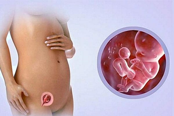 Изображение эмбриона в организме женщины