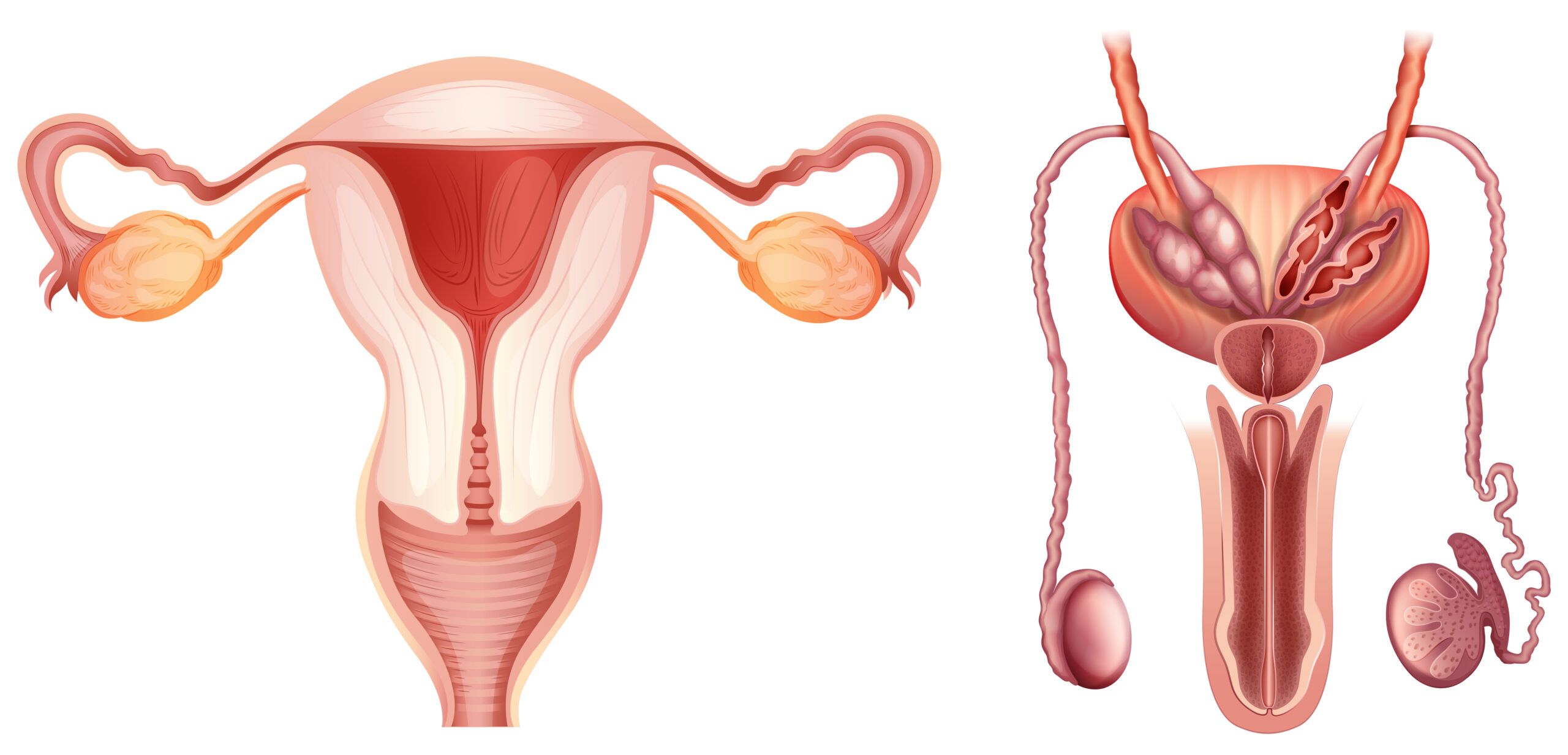 Мужская и женская репродуктивная система
